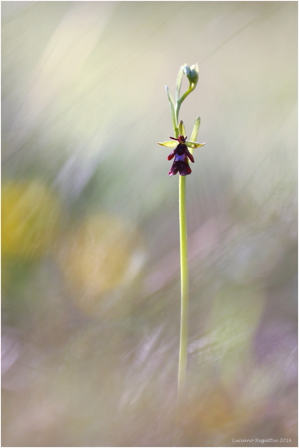 Ophrys insectifera